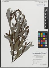 Foto von Salix appendiculata Vill. x Salix eleagnos Scop.